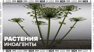 В Нижнем Новгороде могут создать реестр "растений-иноагентов" - Москва 24