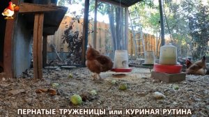 Куриная рутина – что делают куры на выгуле 😂 эпизод (136)