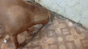 1000013866.mp4 Как я собаку мороженым кормила и на что я разменяла 500 рублей