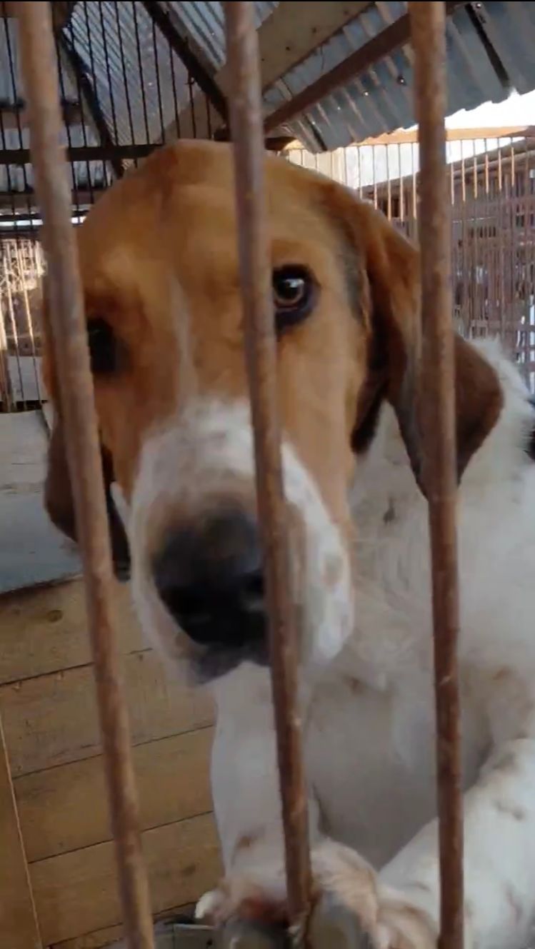 Хмелю нужен дом, а приюту помощь! Хмелю нужен дом, а приюту помощь!