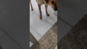 Что то мне не нравится состояние собаки с ампутированной лапой