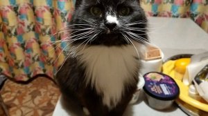 Кошку бесполезно воспитывать.😄Лапу даёт как собака,еду выпрашивает😄