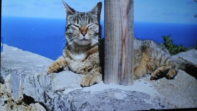 Ольга Суркова. Стих 