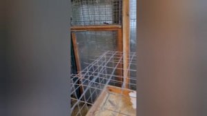 Выставка и награждение участников голубедрома 22.02.2026