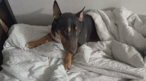 Микроклоны-вестники весны. Задушили краской. Спасаемся как можем