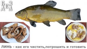 Линь рыбу как готовить - чистить чешую и готовка её для еды