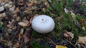 Шпальный гриб (Neolentinus lepideus). Как выглядит гриб на месте произрастания.