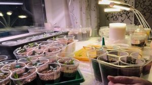 Секреты жизни зимой в городе, летом на даче. Занимаюсь растишками.