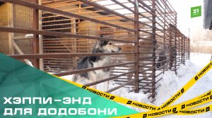 Хэппи-энд для Додобони. Собака, из-за которой уволили челябинского курьера, обрела кров