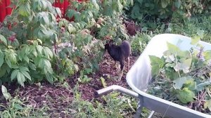 Рикки любит малину! 2025г.