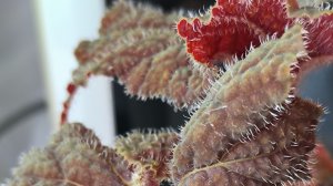 пересадка бегоний