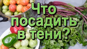 Ягоды зелень и овощи которые можно посадить в тени