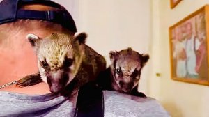 Носушата Леля и Боля уже тоже сели Владу на шею, посмотрите как оказывается можно ИГРАТЬ с ПАВЛИНОМ)