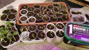 Обзор всей рассады на 24 февраля! Важная покупка к огородному сезону 2026.