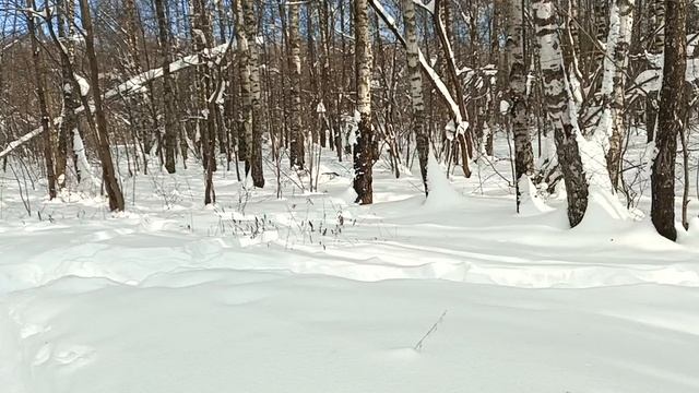В зимним лесу. смотреть онлайн
