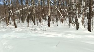 В зимним лесу.