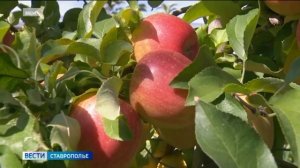 На Ставрополье наращивают объёмы хранения яблок
