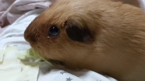 фантикчек кушает капусту🥦🥦🥬🥬🥬🥬🥬🥦🥬🥬🥬🥦🥦🥦🥦🥬🥬🥦🥦🥦