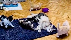 У нас такие ТРОГАТЕЛЬНЫЕ подписчики, а котята и носушата стали ДРУЖНОЙ СЕМЬЕЙ!