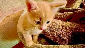 ДОМ СЧАСТЬЯ, куда не глянь, пушистое счастье в каждом углу тебя ждёт)))