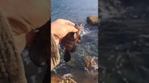 Трофейные груперы Пхукета: как воблер от Mr.Musurok покорил тайские воды!