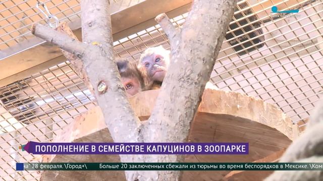 Пополнение в семействе капуцинов Ленинградского зоопарка