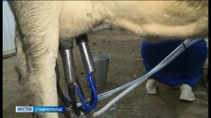 На Ставрополье увеличилось производство молока