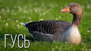 Гуси: Какие Они На Самом деле, Пернатые Путешественники?