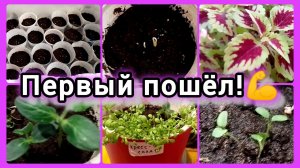 Заканчиваю посев томатов/ Кто самый быстрый🍅