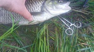 Голавль 1,5кг 👍😀