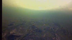 22.02.2026 Большой карась под льдом в пруду