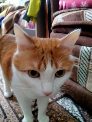 Тот самый стрим !!!