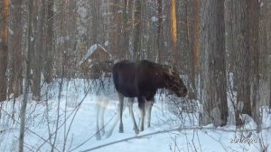 2026/1/26: 2 лося (11-летка и 5-летка) мирно пасутся в зоне отдыха "Лесная" близ кормушки для белок