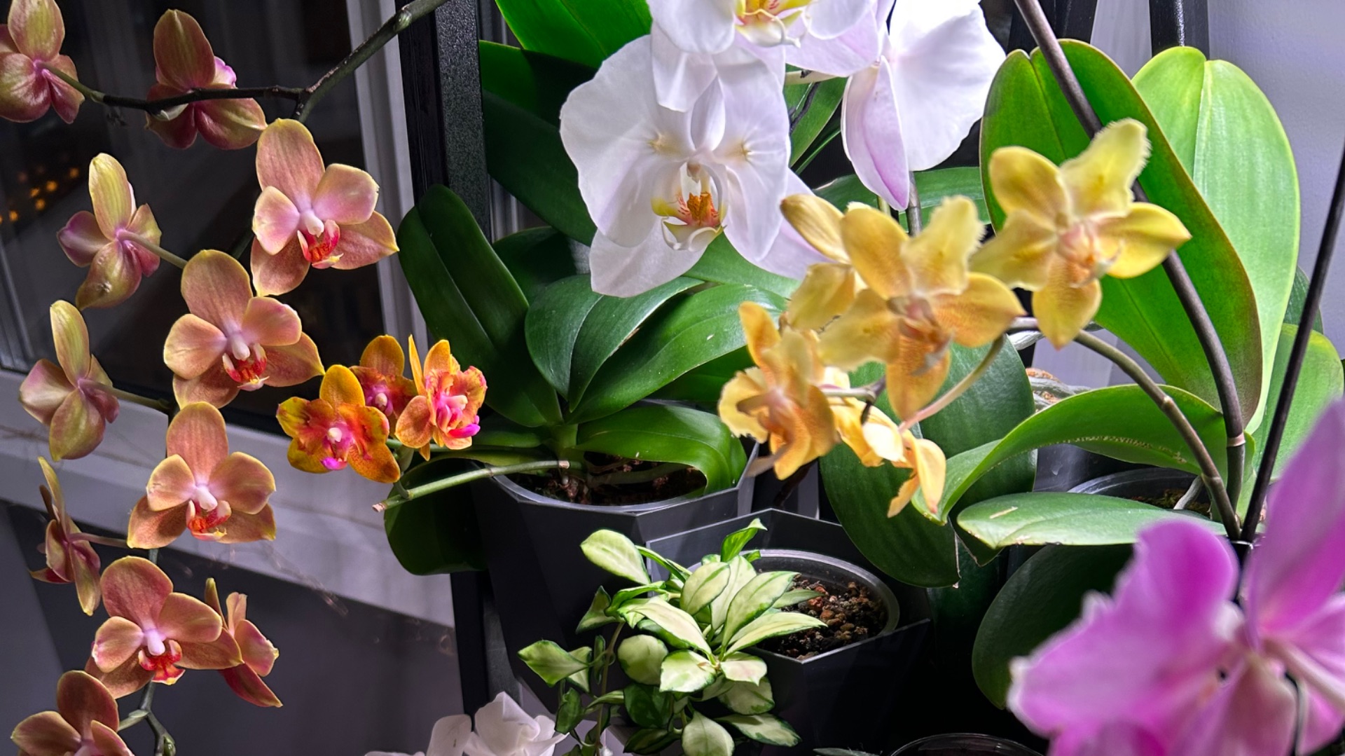 ПОЛИВ ОрХиДеЙ с удобрениями и без 💦 #орхидеи смотреть онлайн