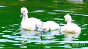 AURALIS & ENIGMA - Heart Of Light Remix