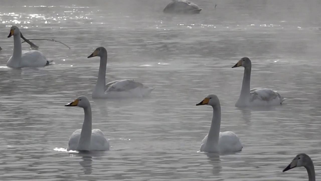 На озеро Светлое в Алтайском крае в этом году на зимовку прилетели около двух тысяч лебедей. смотреть онлайн