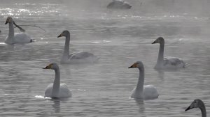 На озеро Светлое в Алтайском крае в этом году на зимовку прилетели около двух тысяч лебедей.