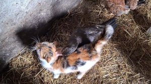 24-02-2026 Управляюсь по хозяйству