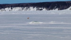 "Не ожидали лису увидеть" "Домашние дела"