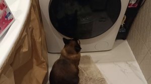 Телевизор для кота