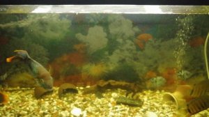 Аквариумные рыбки Северум