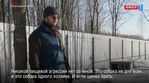 Северный волк.