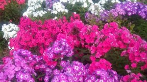 Цветочная терапия из флокс. Все цветы из нашего сада.