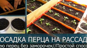 ПОСЕВ ПЕРЦА НА РАССАДУ. МНОГО СОРТОВ СЕКРЕТЫ ПРОРАЩИВАНИЯ