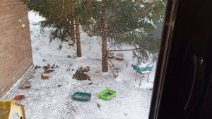 кормушки с едой для зверят