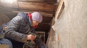 Клетка для цесарок. Курятник