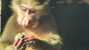 Так приятно смотреть как Люся со Степой сидят рядышком и кушают❤️!