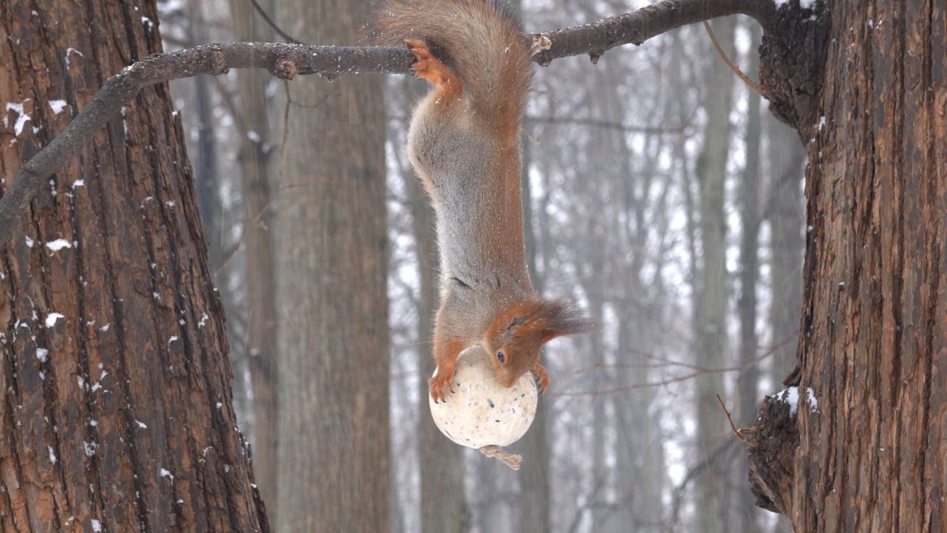 Снегопад. Белки. Зарисовка смотреть онлайн