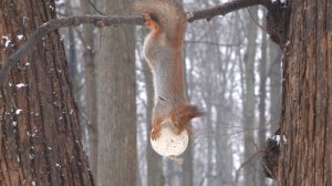Снегопад. Белки. Зарисовка