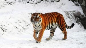 В Ленинградском зоопарке умер амурский тигр Амадей